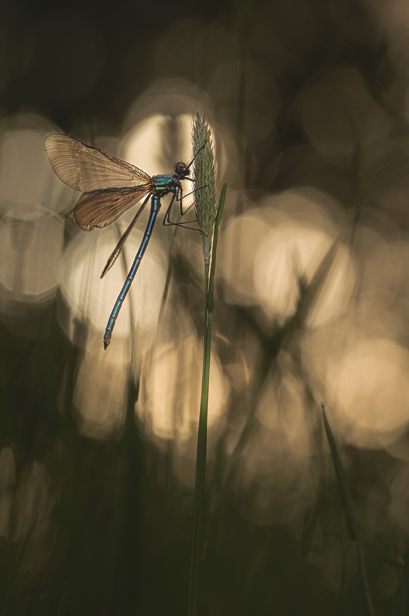 Blauflügel-Prachtlibelle (Calopteryx virgo)