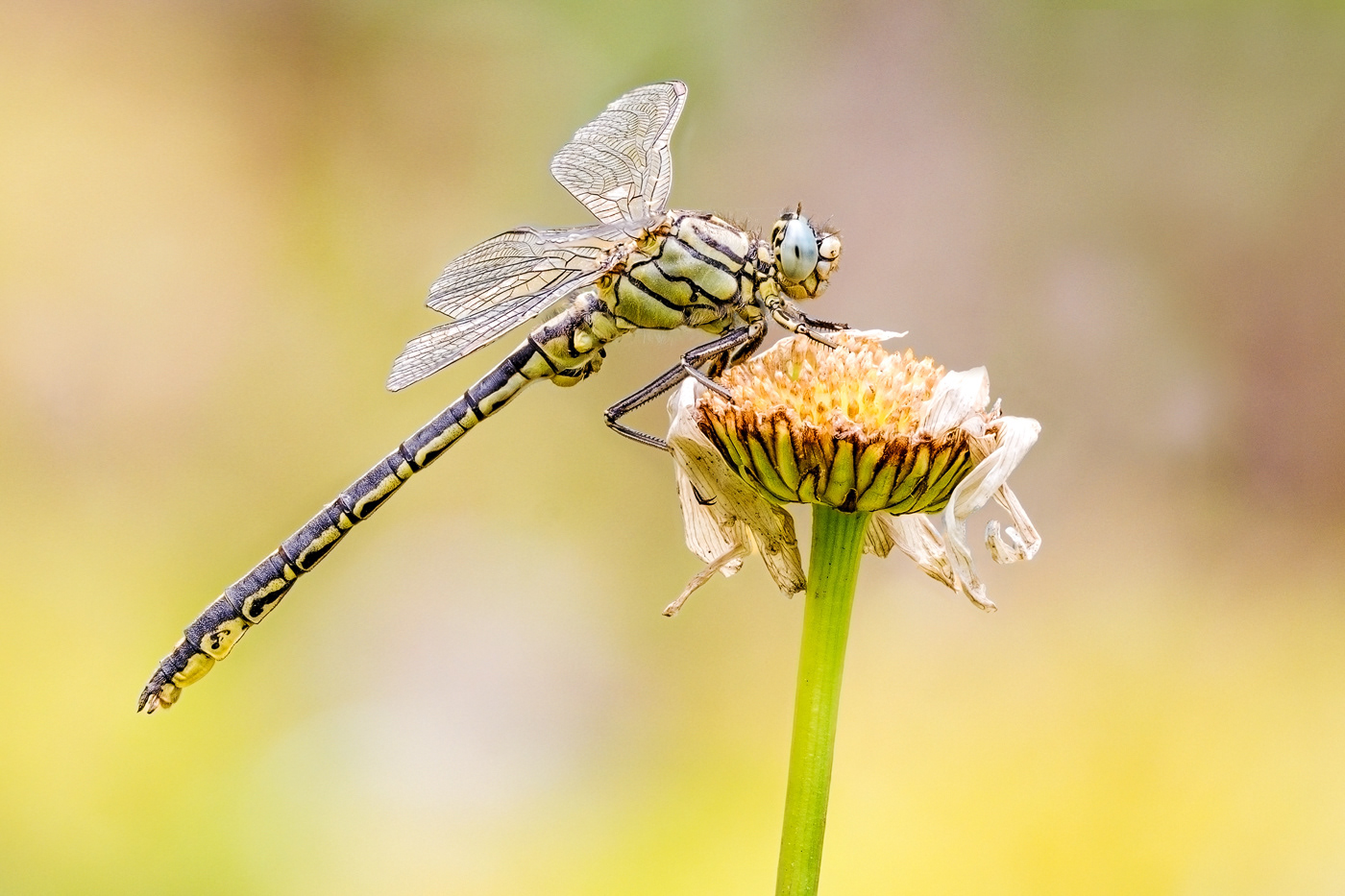 Westliche Keiljungfer (Gomphus pulchellus)