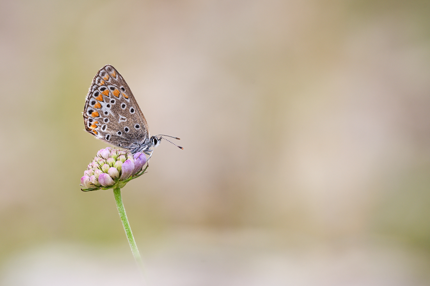Hauhechel-Bläuling (Polyommatus icarus) 