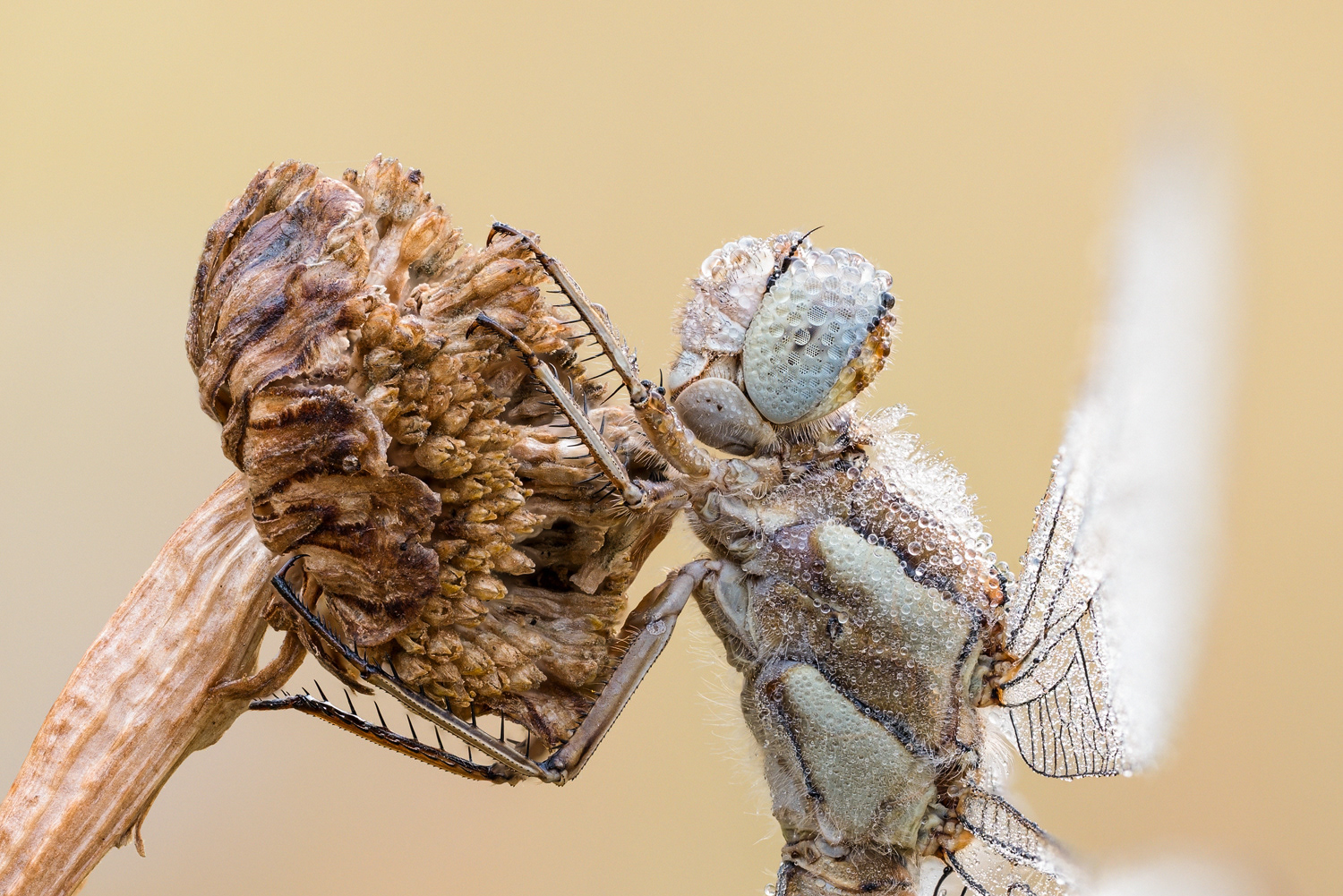 Südlicher Blaupfeil (Orthetrum brunneum)