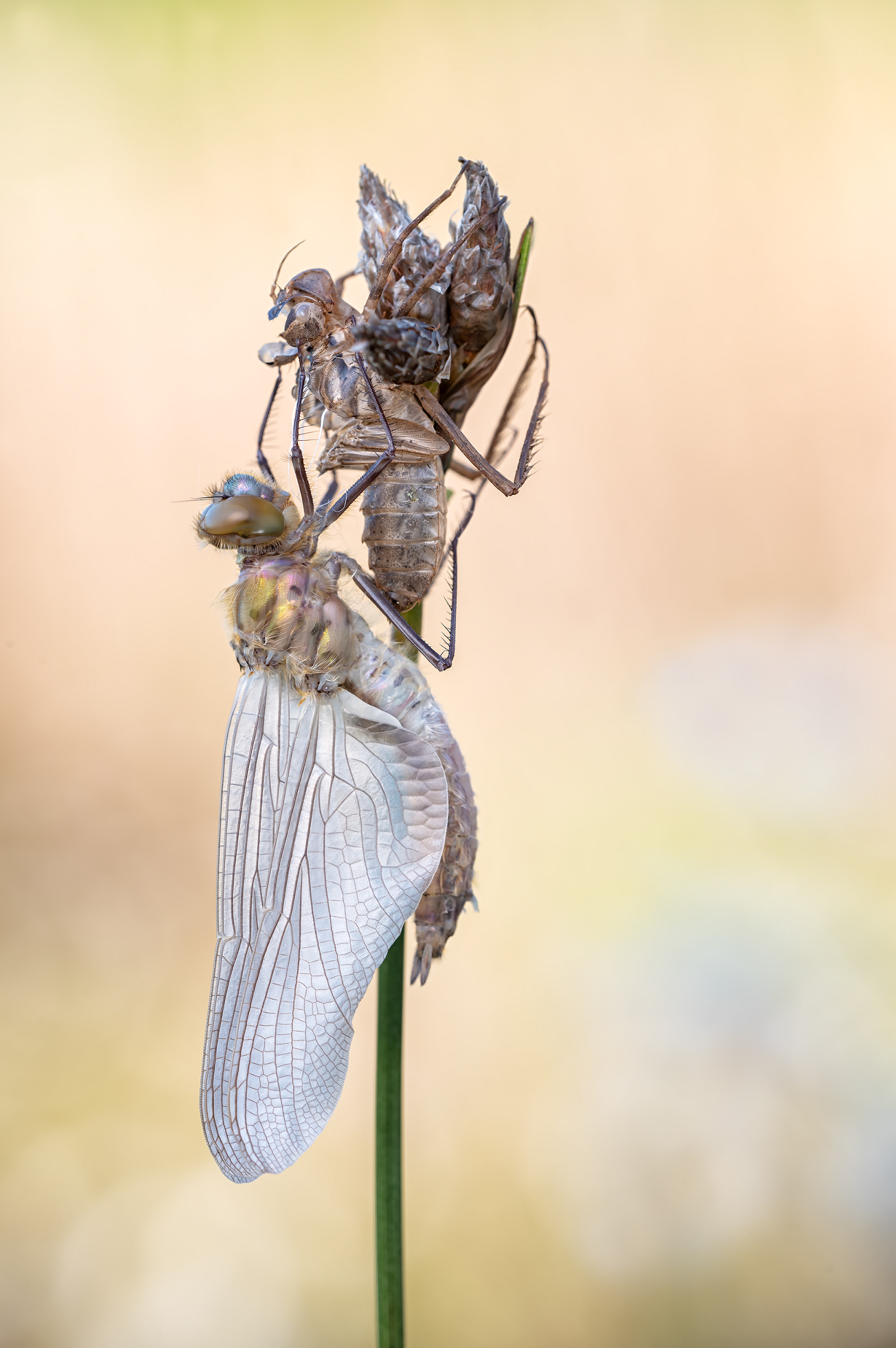 Falkenlibelle oder auch Gemeine Smaragdlibelle (Cordulia aenea)
