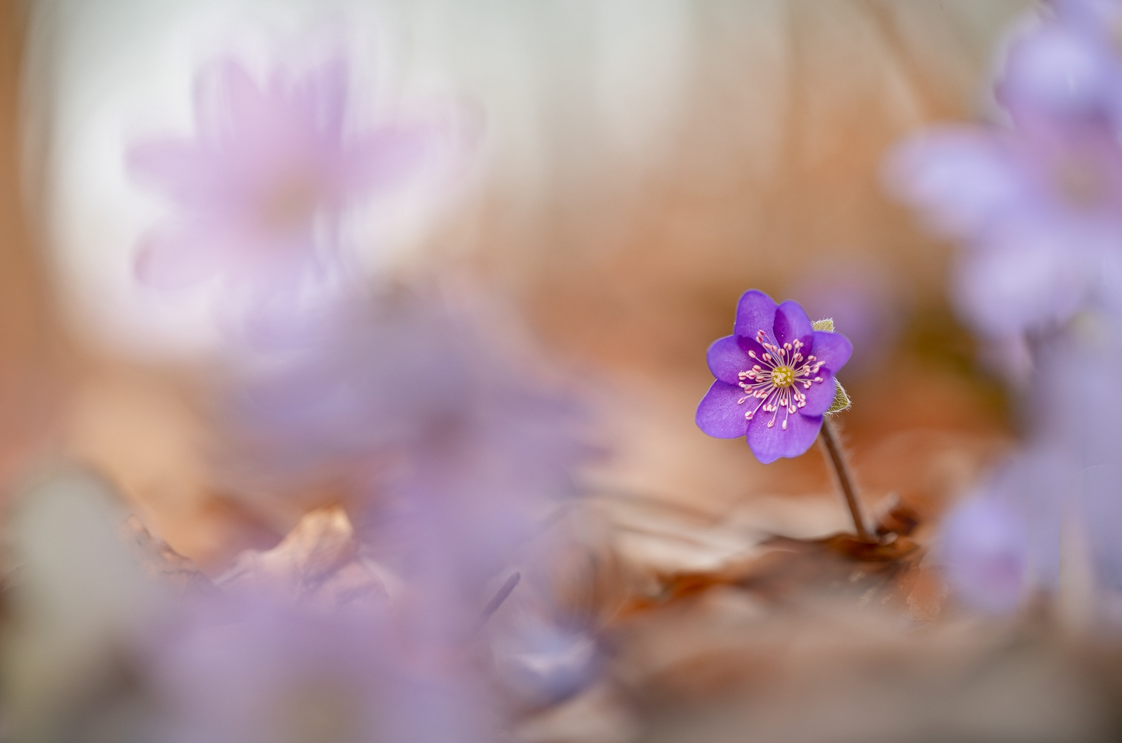 Leberblümchen (Hepatica nobilis)