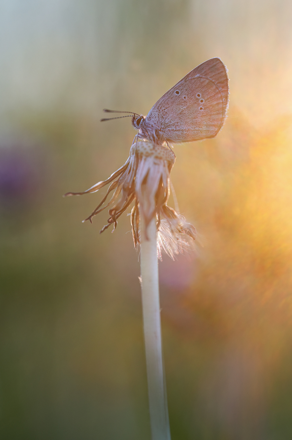  Rotklee-Bläuling (Cyaniris semiargus) 