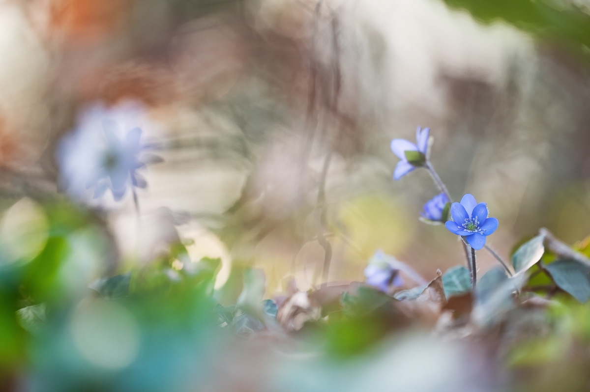 Leberblümchen (Hepatica nobilis)