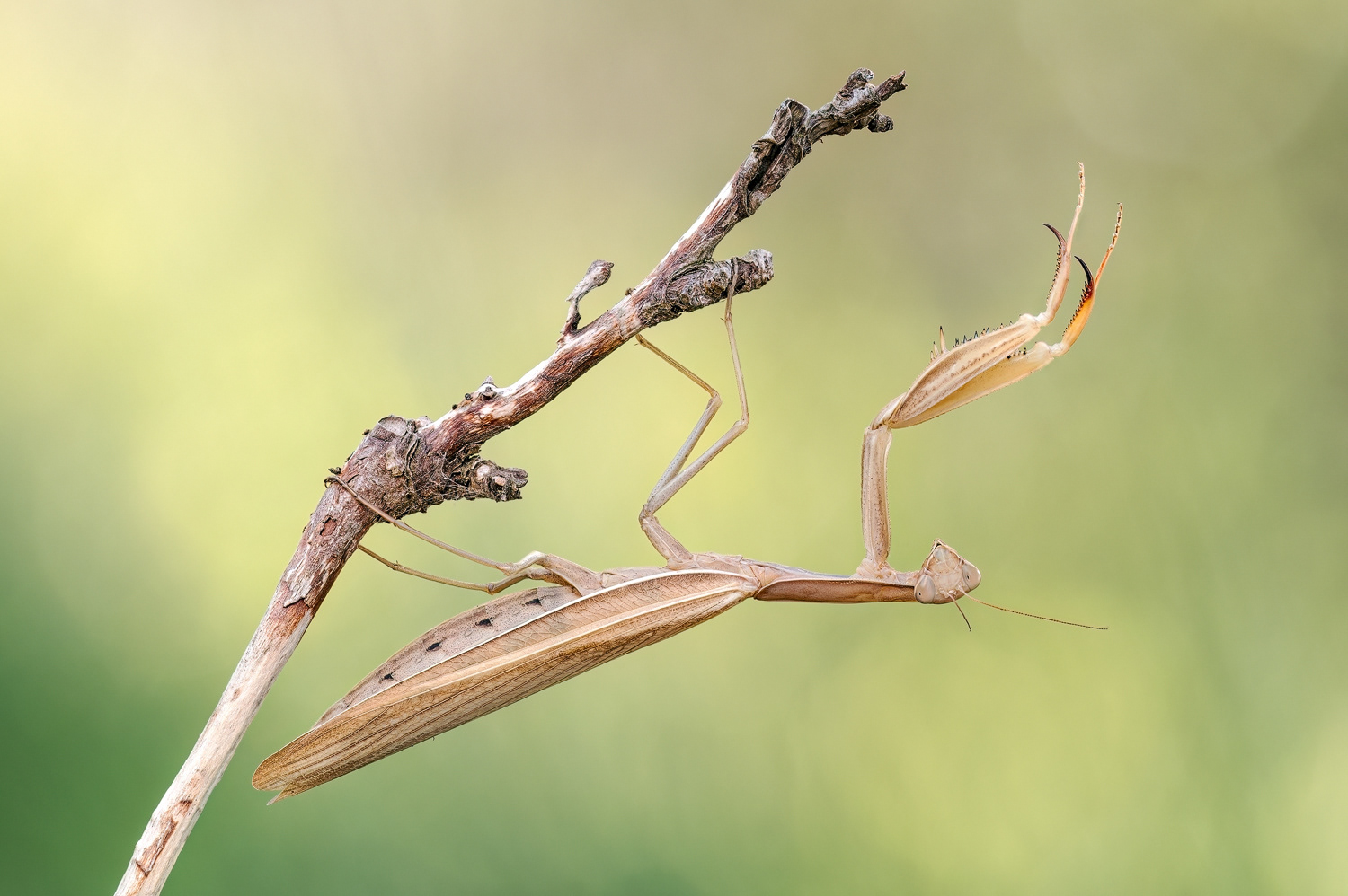 Europäische Gottesanbeterin (Mantis religiosa)