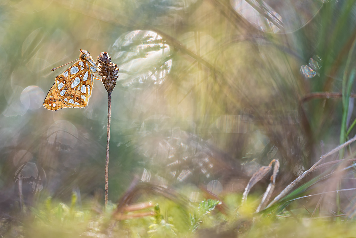 Kleiner Perlmutterfalter (Issoria lathonia)