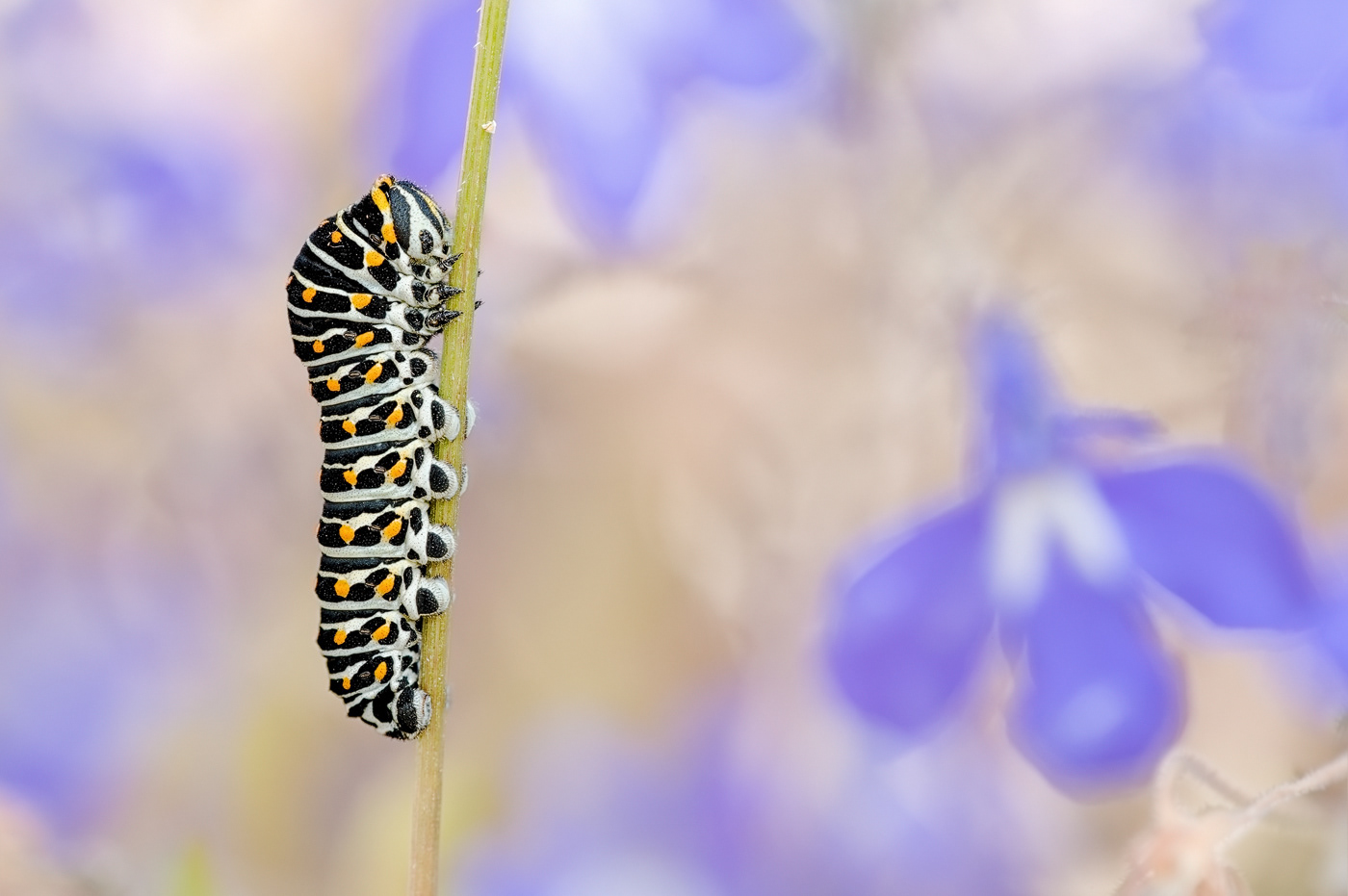Schwalbenschwanz (Papilio machaon) 