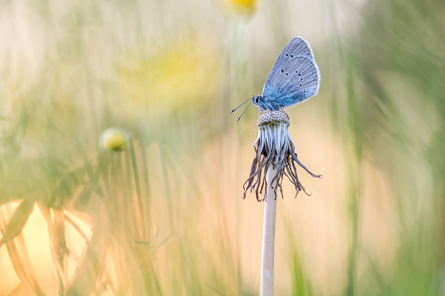 Rotklee-Bläuling (Cyaniris semiargus)