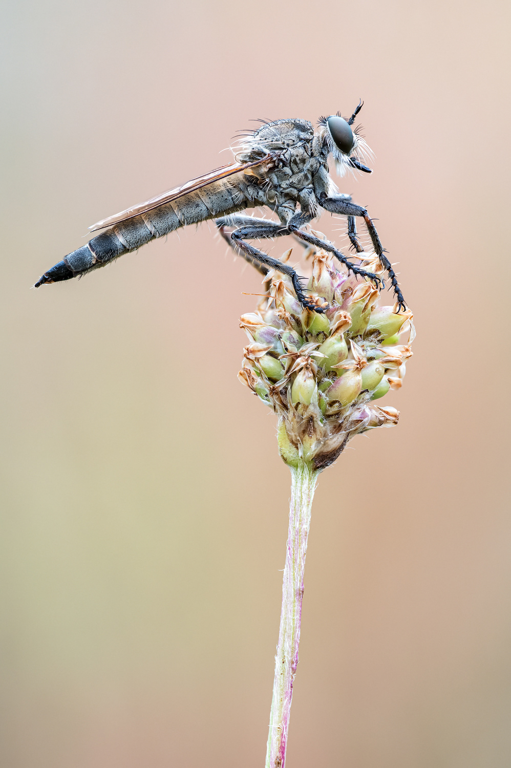 Schlichte Raubfliege (Machimus rusticus)