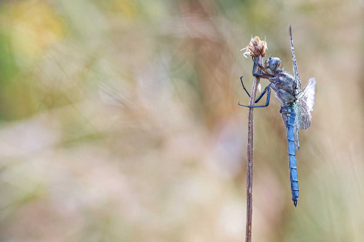 Kleiner Blaupfeil – Orthetrum coerulescens