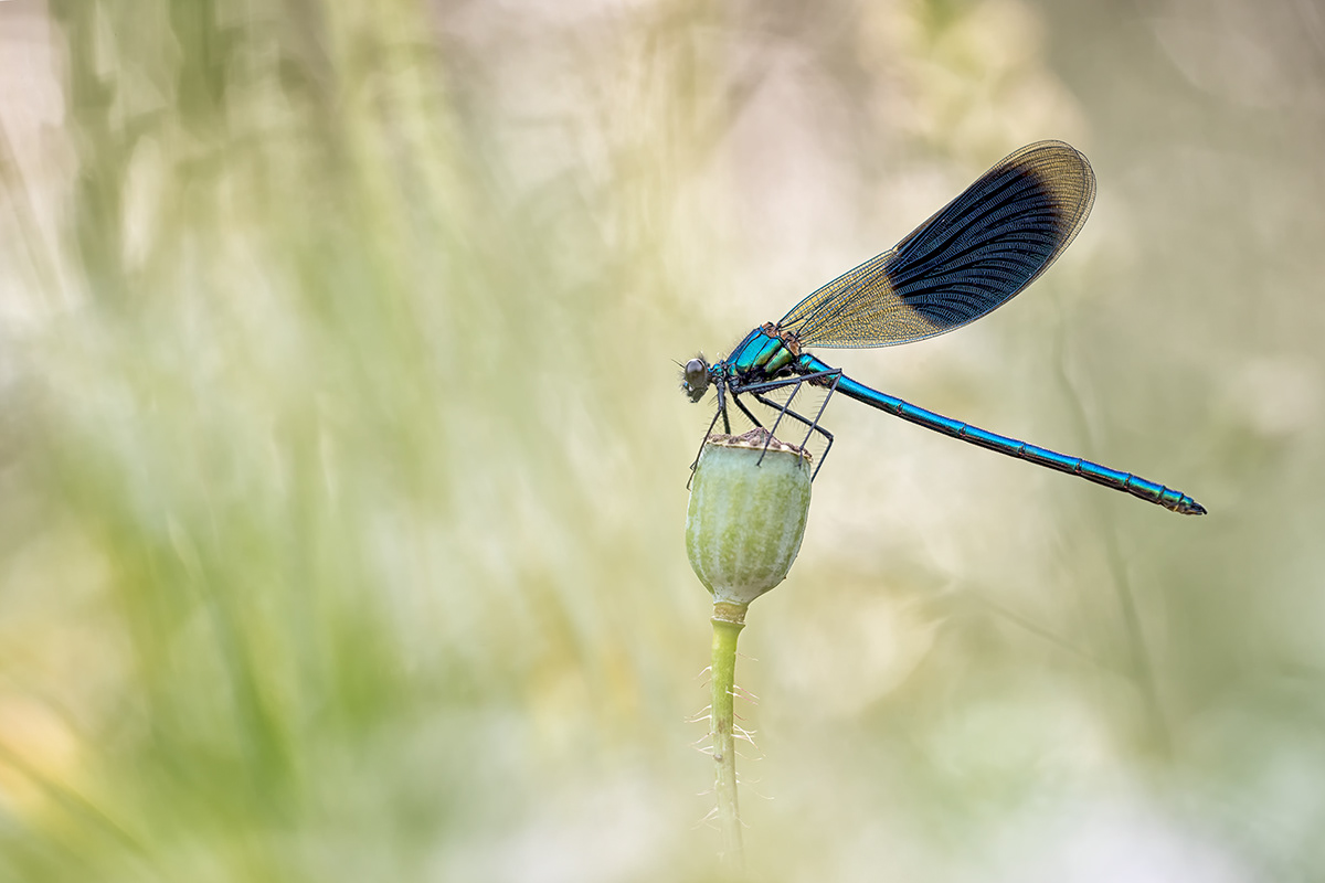 Calopteryx splendens