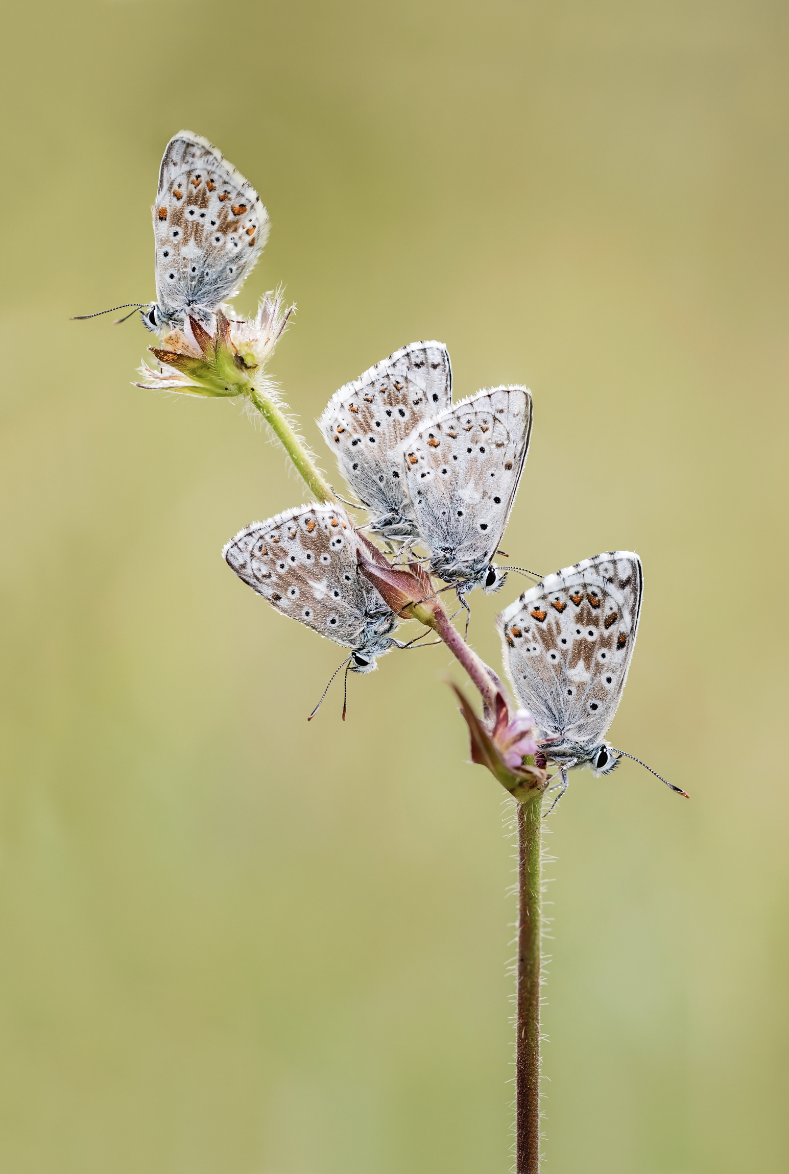 Schlafgemeinschaft Silbergrüner Bläuling / Polyommatus coridon