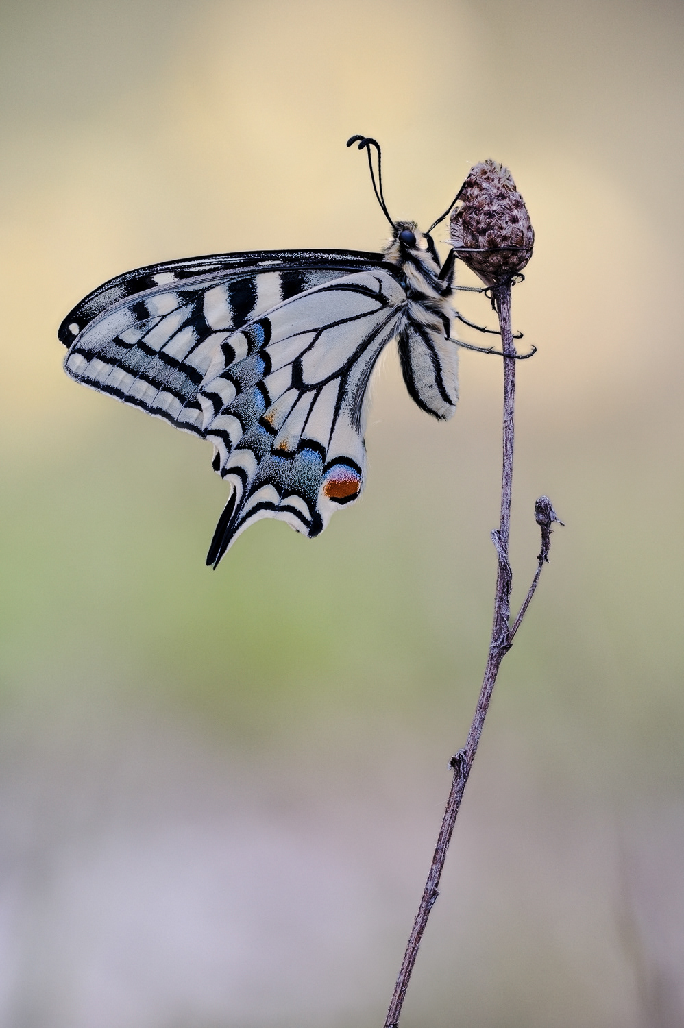 Schwalbenschwanz (Papilio machaon)