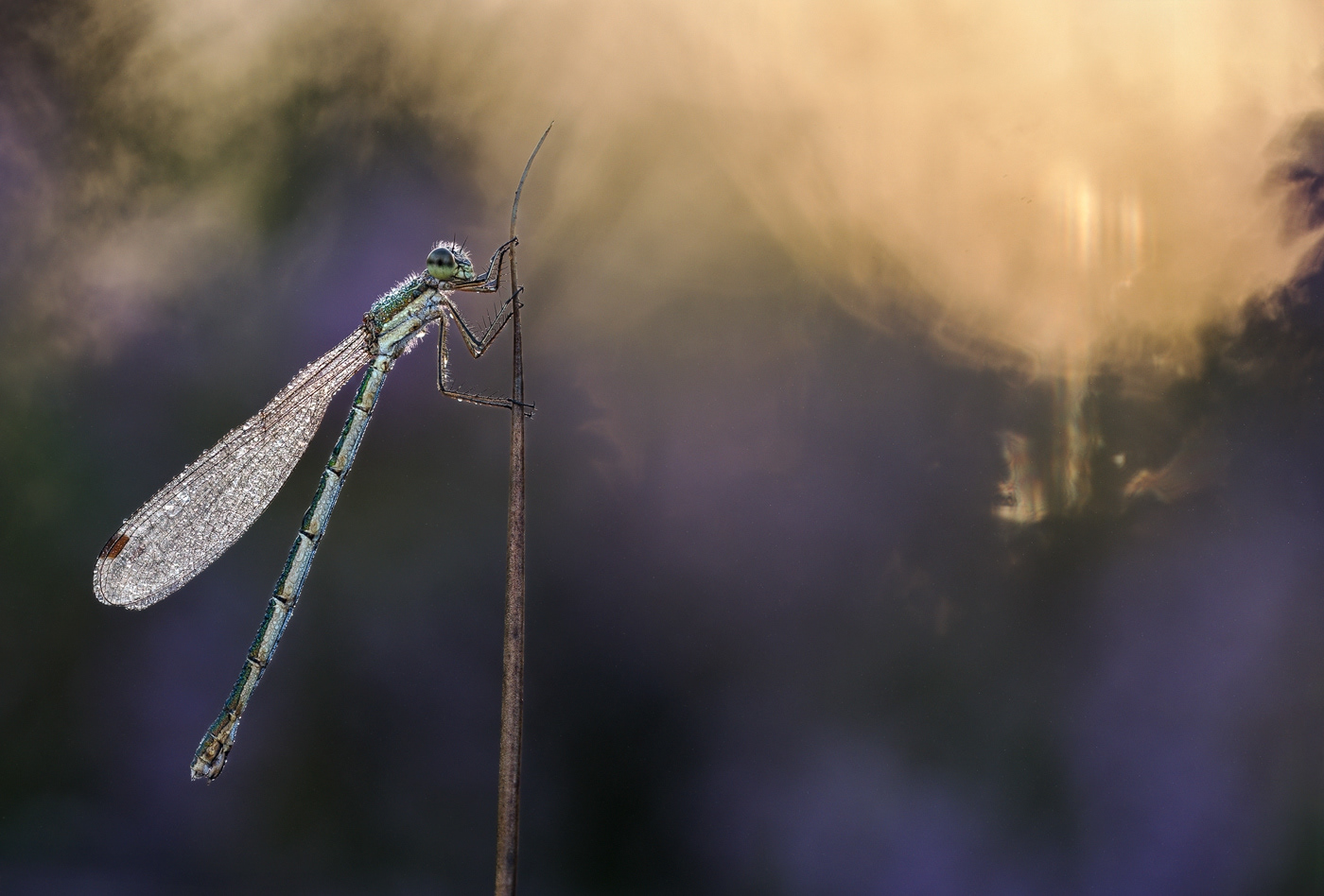  Kleine Binsenjungfer (Lestes virens)