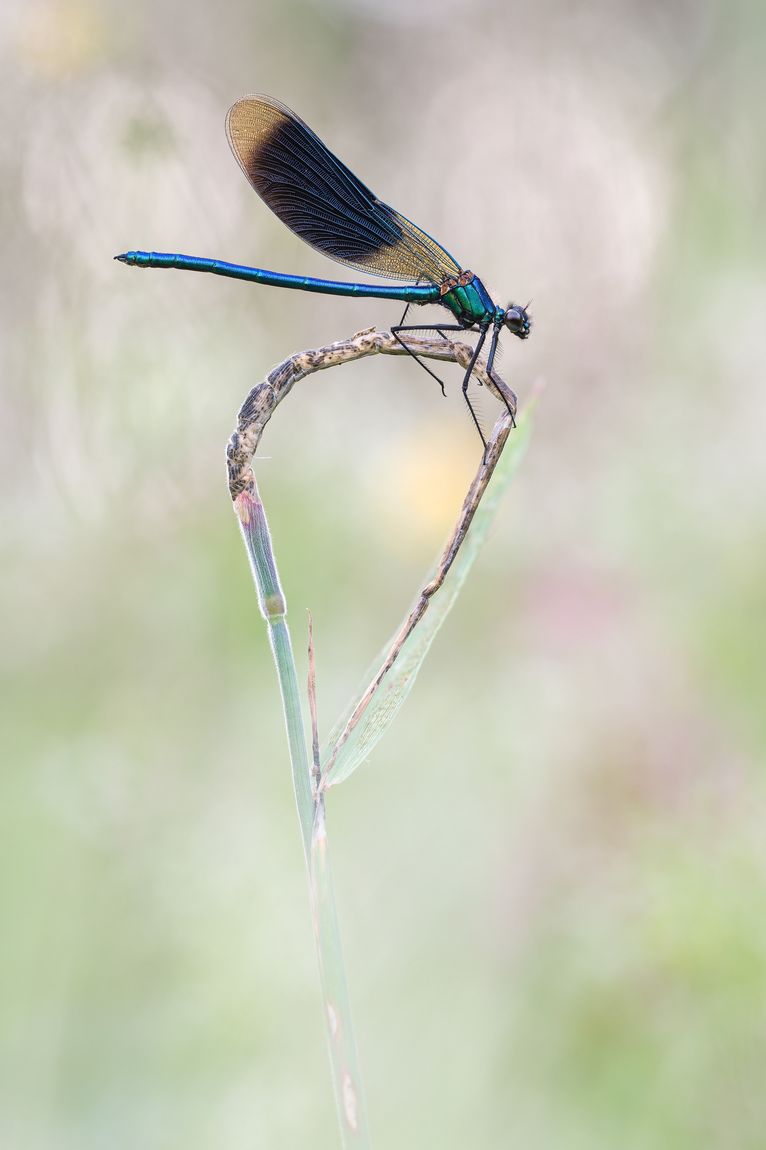 Gebänderte Prachtlibelle ( Calopteryx splendens)