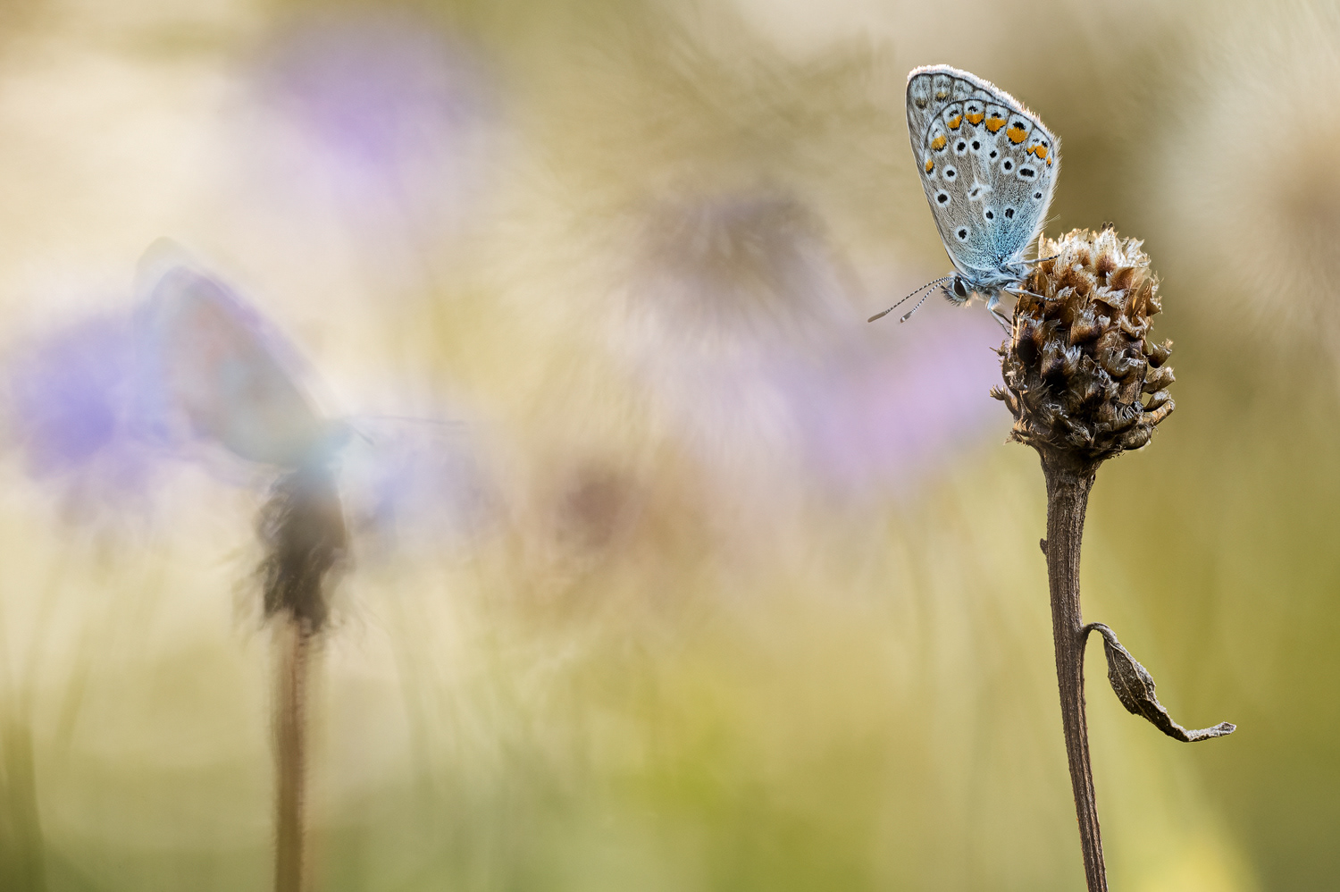 Hauhechel-Bläuling (Polyommatus icarus)