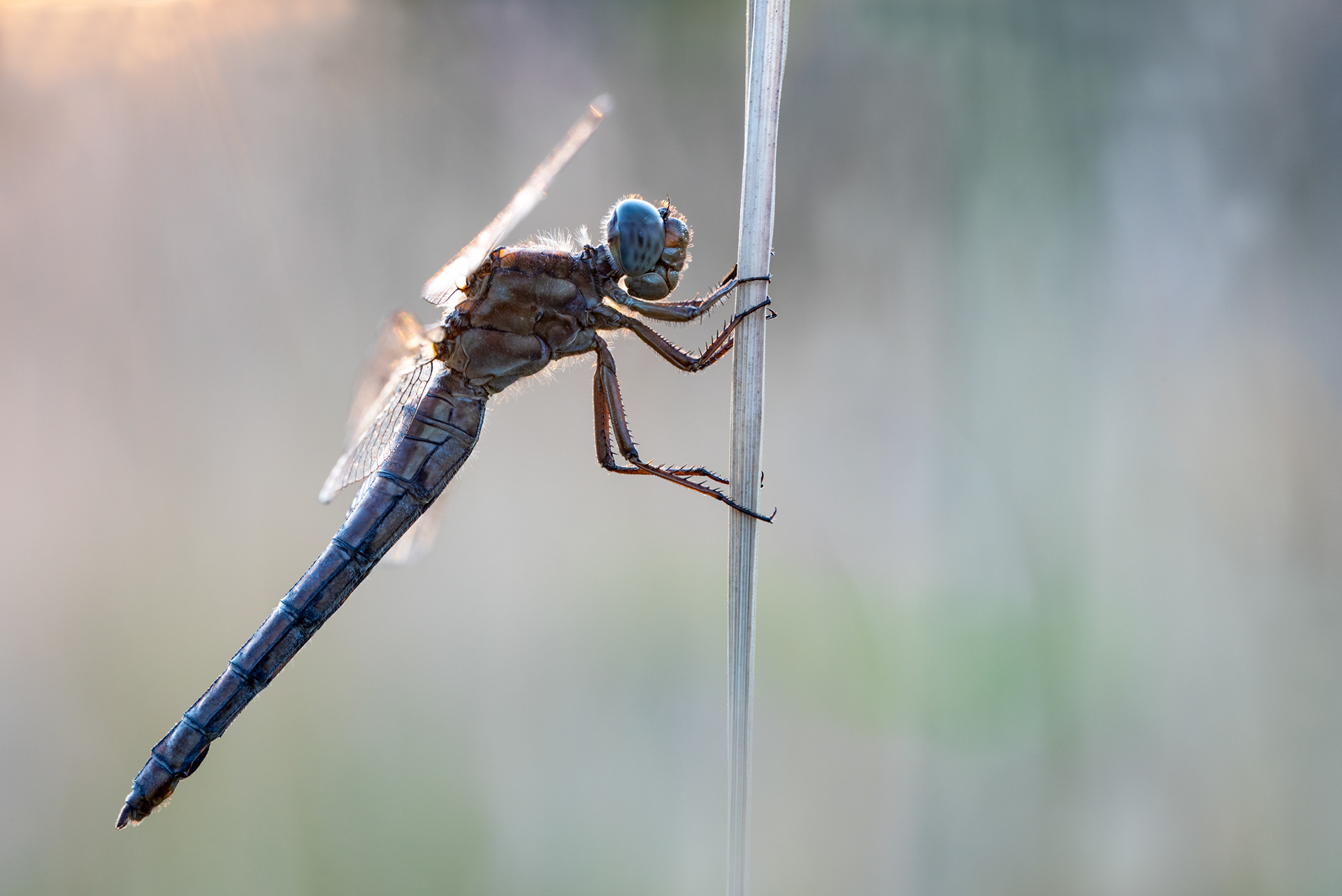 androchromes (männchenfarbenes) Weibchen des Kleinen Blaupeils