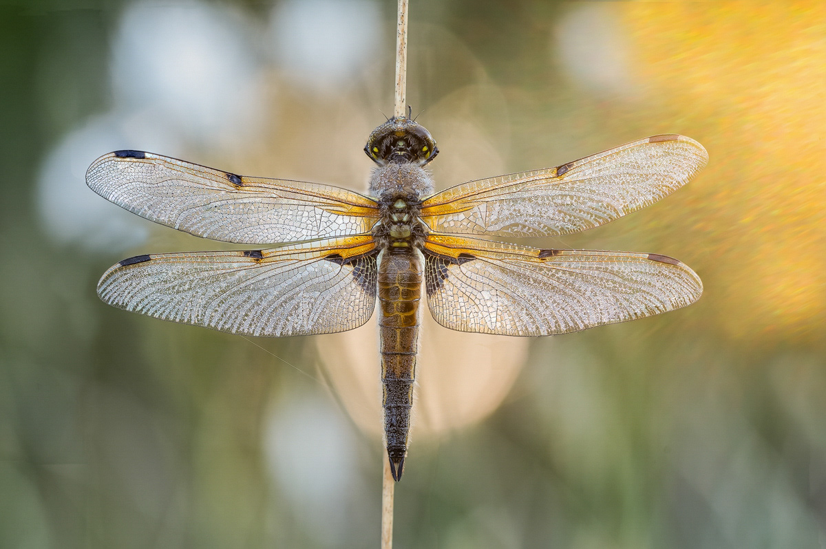 Vierfleck (Libellula quadrimaculata)