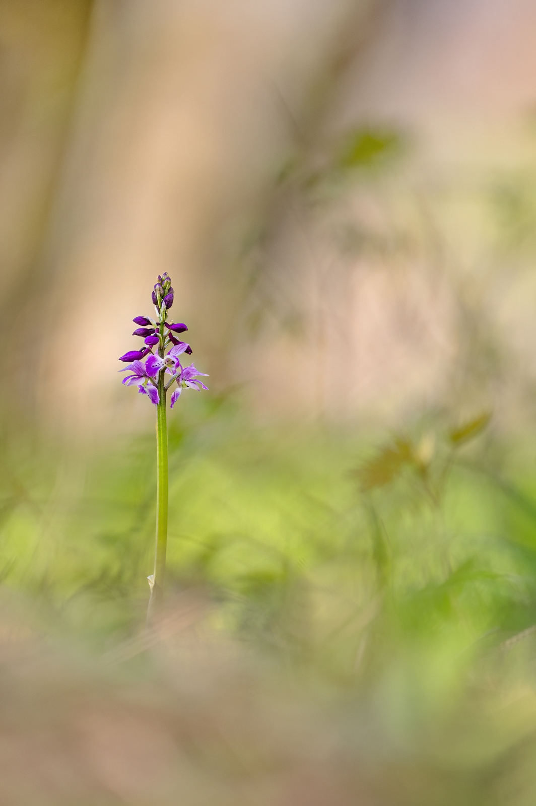 Manns-Knabenkraut - Orchis mascula 