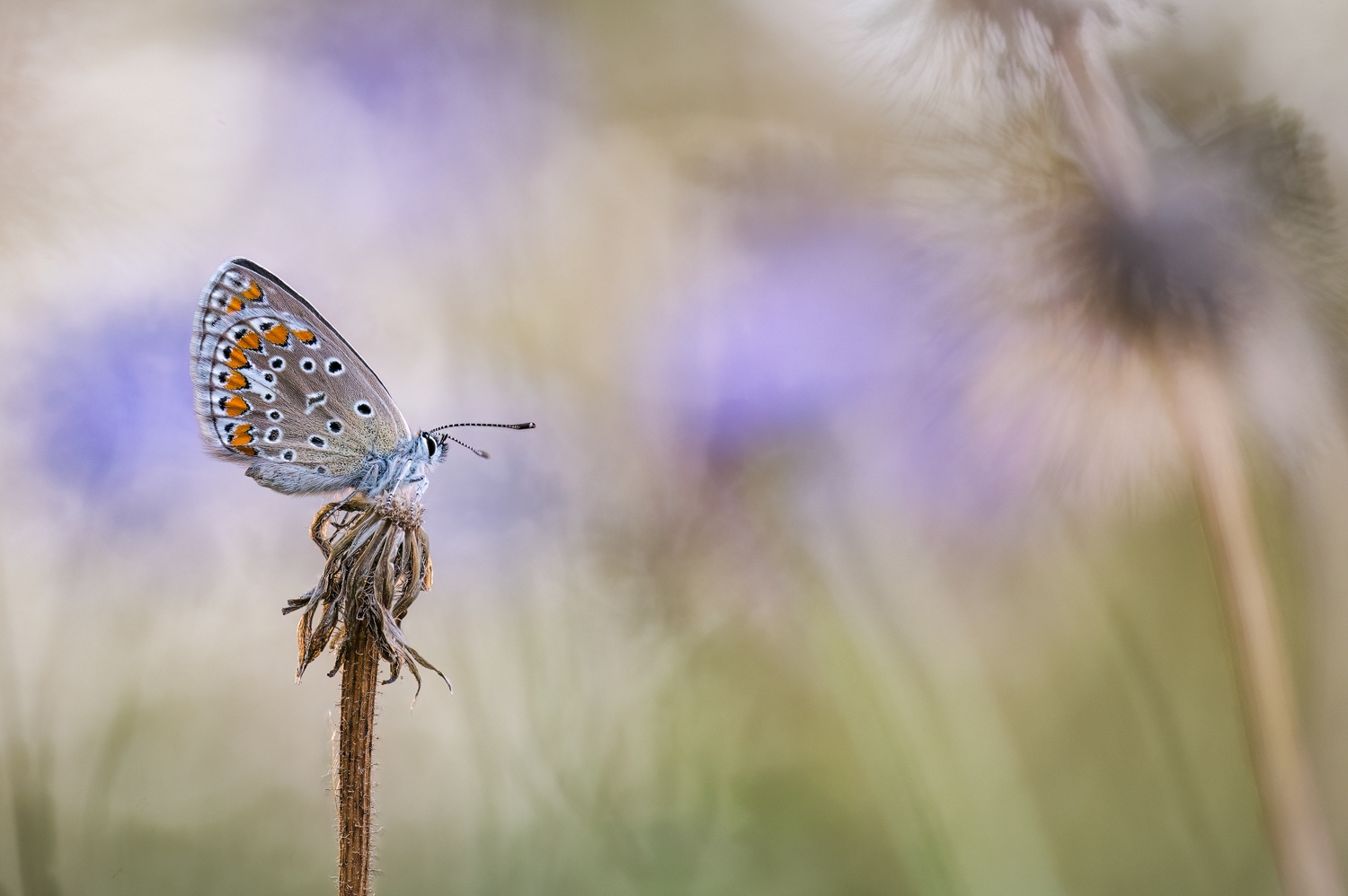 Hauhechel-Bläuling (Polyommatus icarus)
