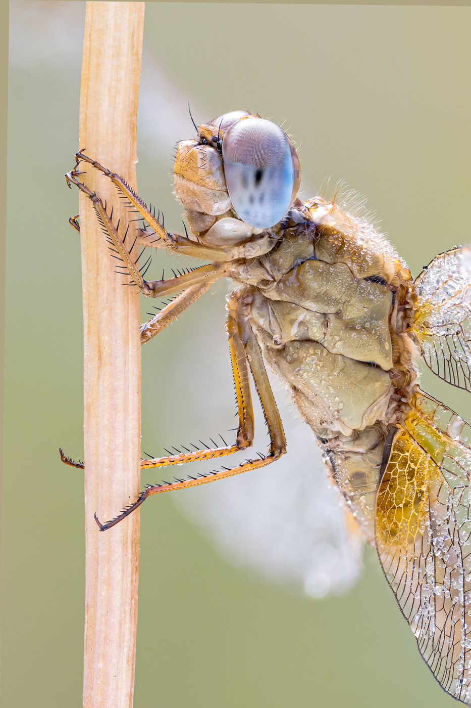 Feuerlibelle (Crocothemis erythraea)