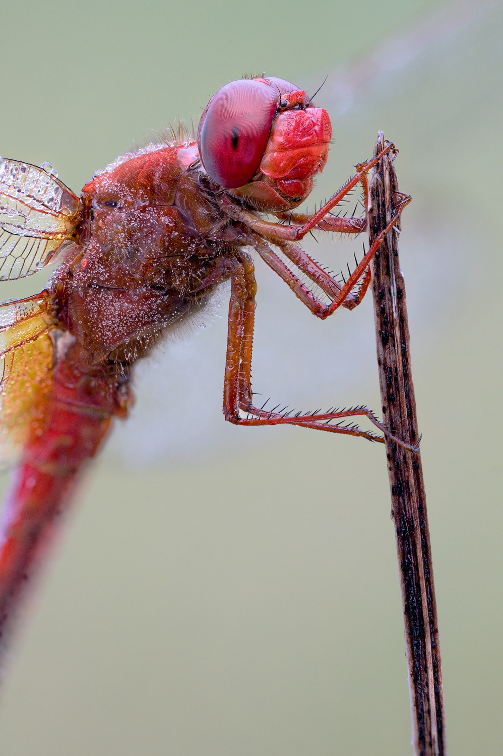 Feuerlibelle (Crocothemis erythraea)