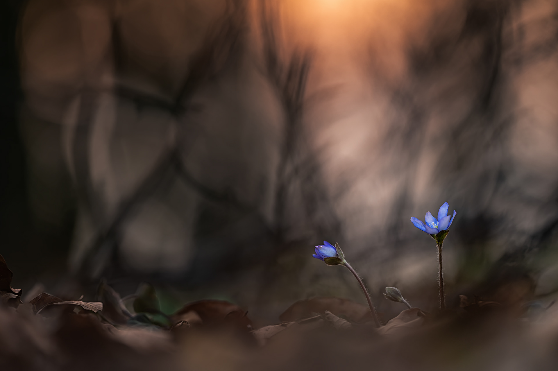 Leberblümchen (Hepatica nobilis)