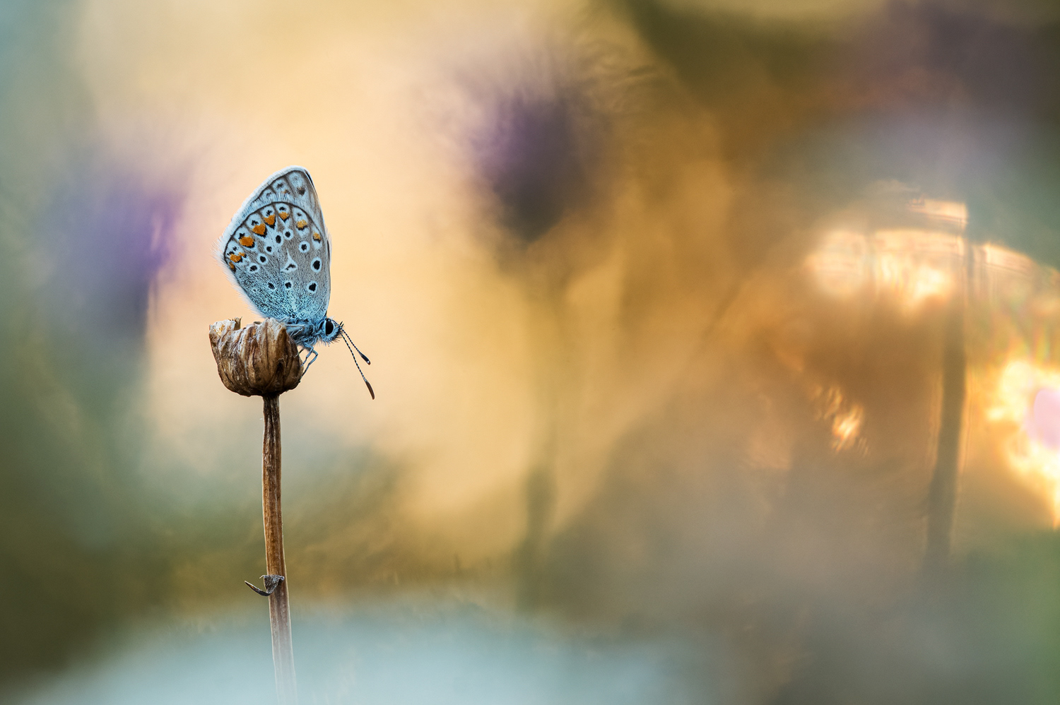 Hauhechel-Bläuling (Polyommatus icarus) 