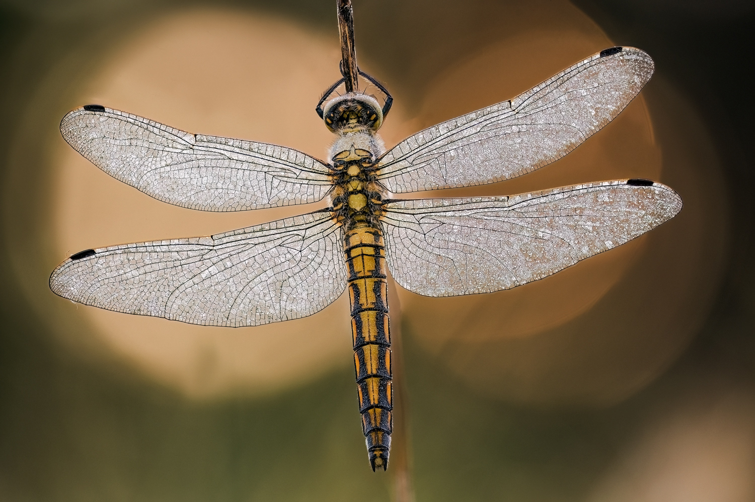 Großer Blaupfeil (Orthetrum cancellatum) Weibchen