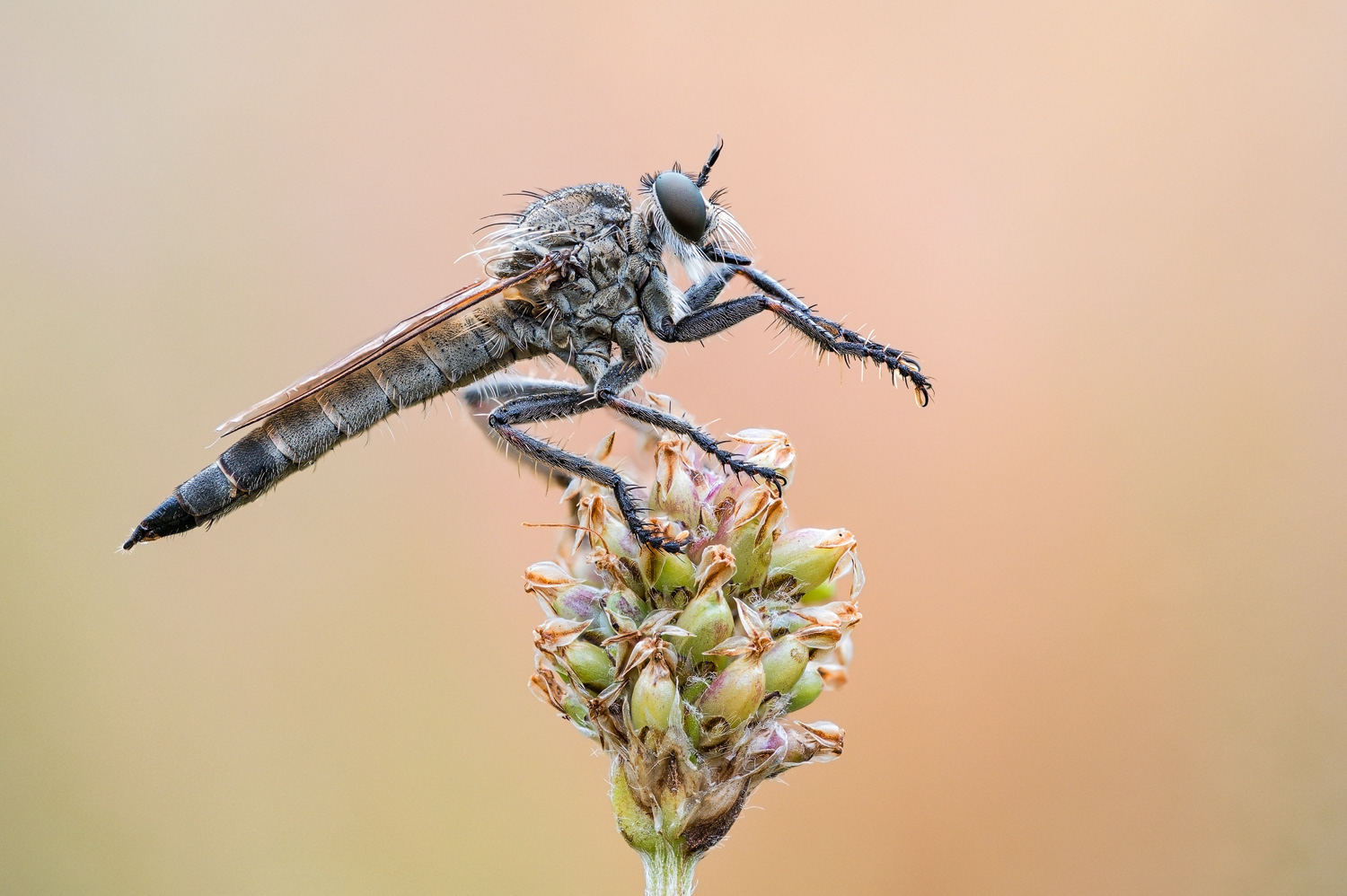 Schlichte Raubfliege (Machimus rusticus)