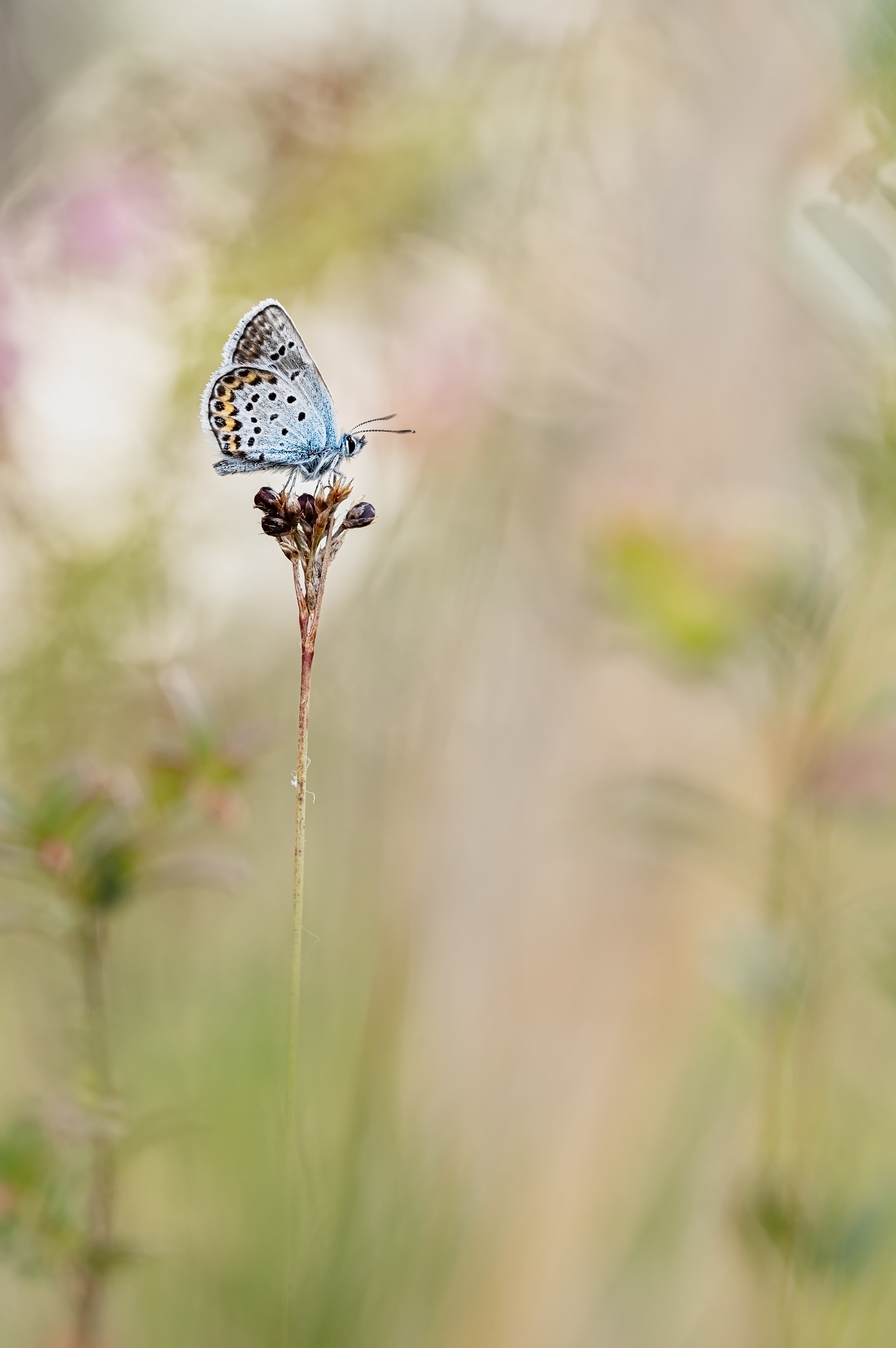Argus-Bläuling ( Plebeius argus) / Geißklee-Bläuling