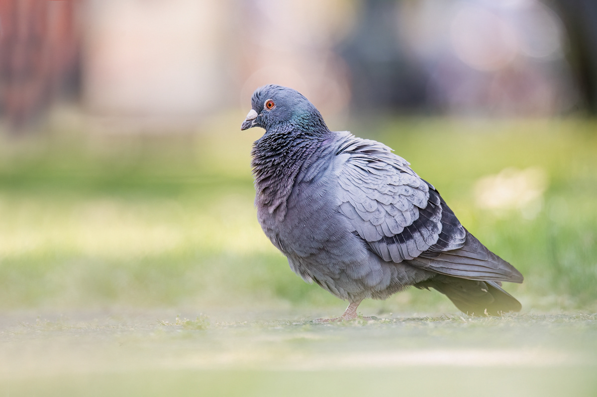 Straßentaube