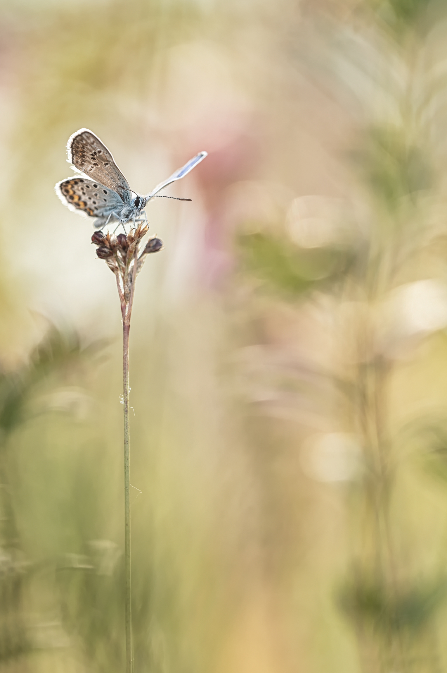 Argus-Bläuling ( Plebeius argus) / Geißklee-Bläuling