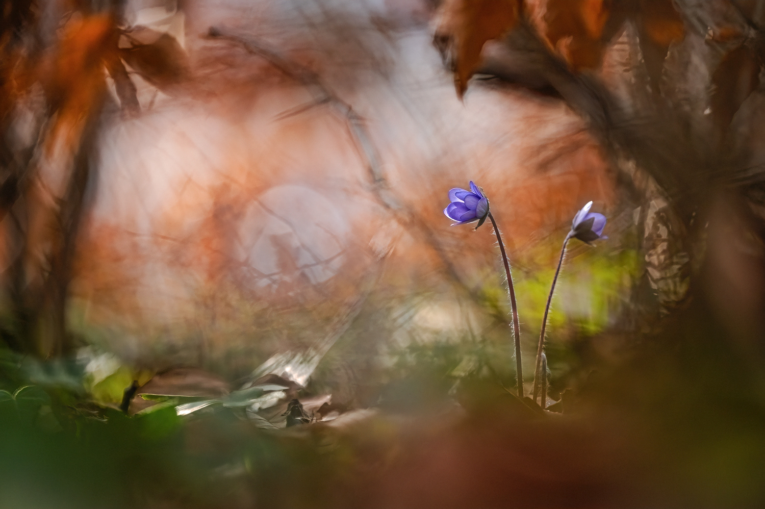 Leberblümchen (Fotowettbewerb des Umweltministeriums Nordrhein-Westfalen)