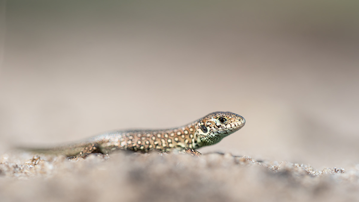 Zauneidechse (Lacerta agilis) 