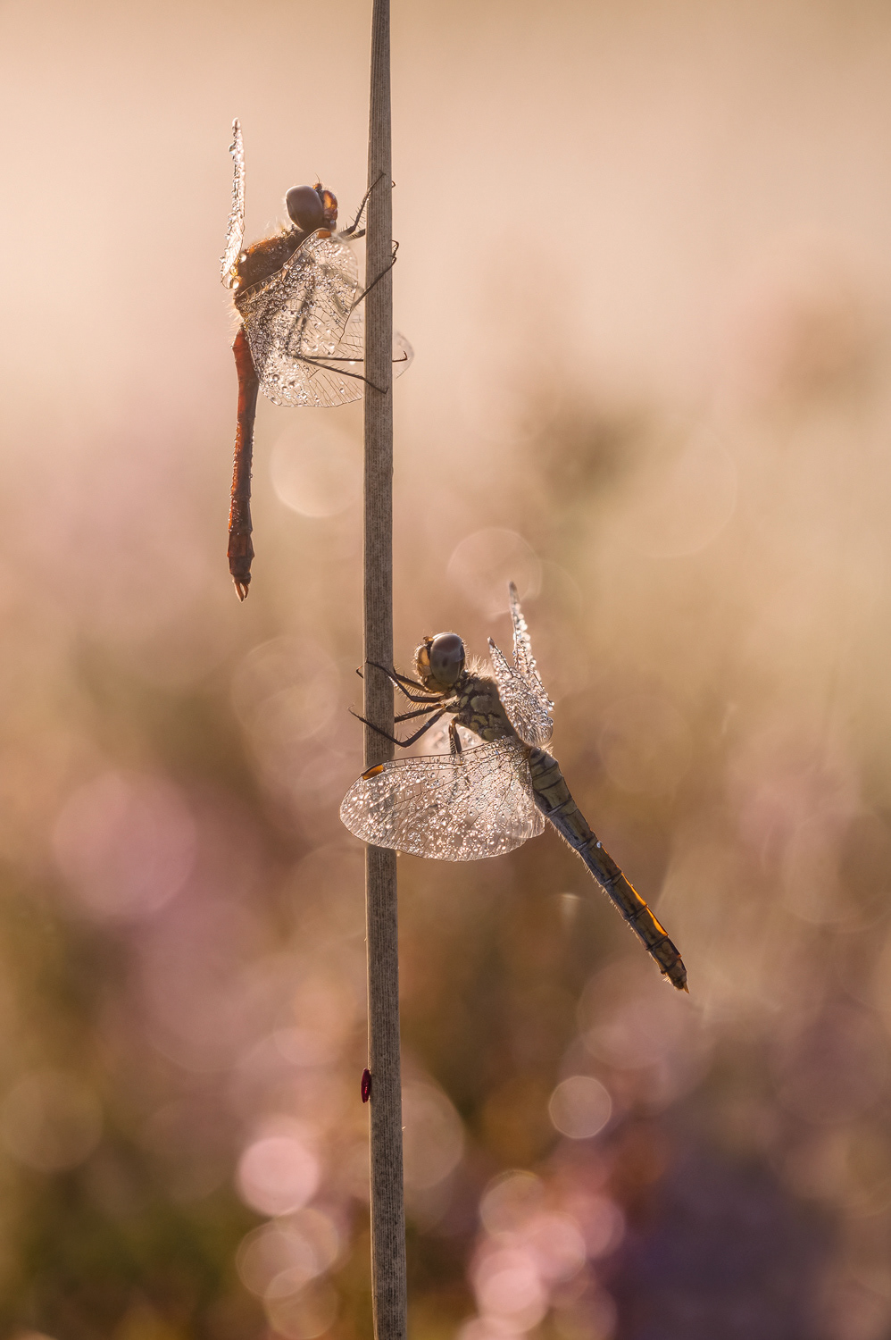 Blutrote Heidelibelle (Sympetrum sanguineum) 