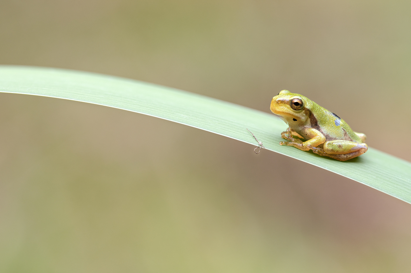 Europäischer Laubfrosch (Hyla arborea) 