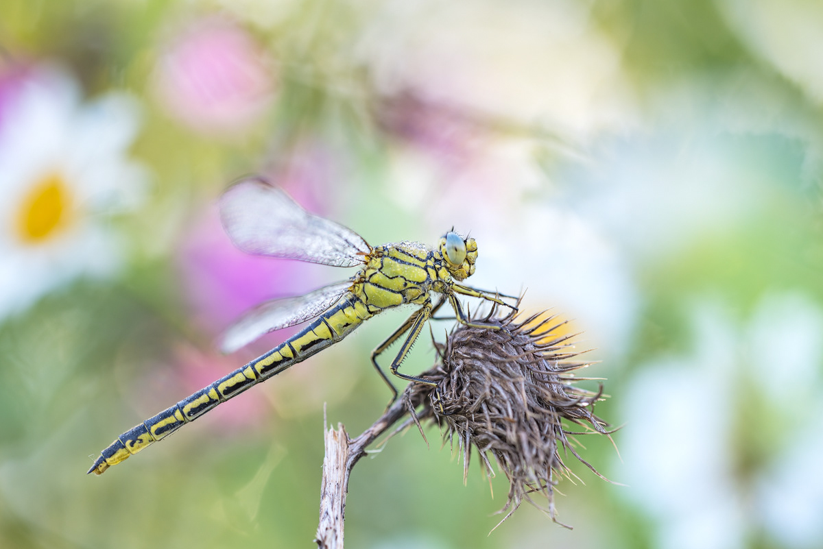 Westliche Keiljungfer (Gomphus pulchellus) 