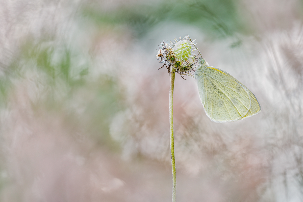 Kleine Kohlweißling (Pieris rapae)