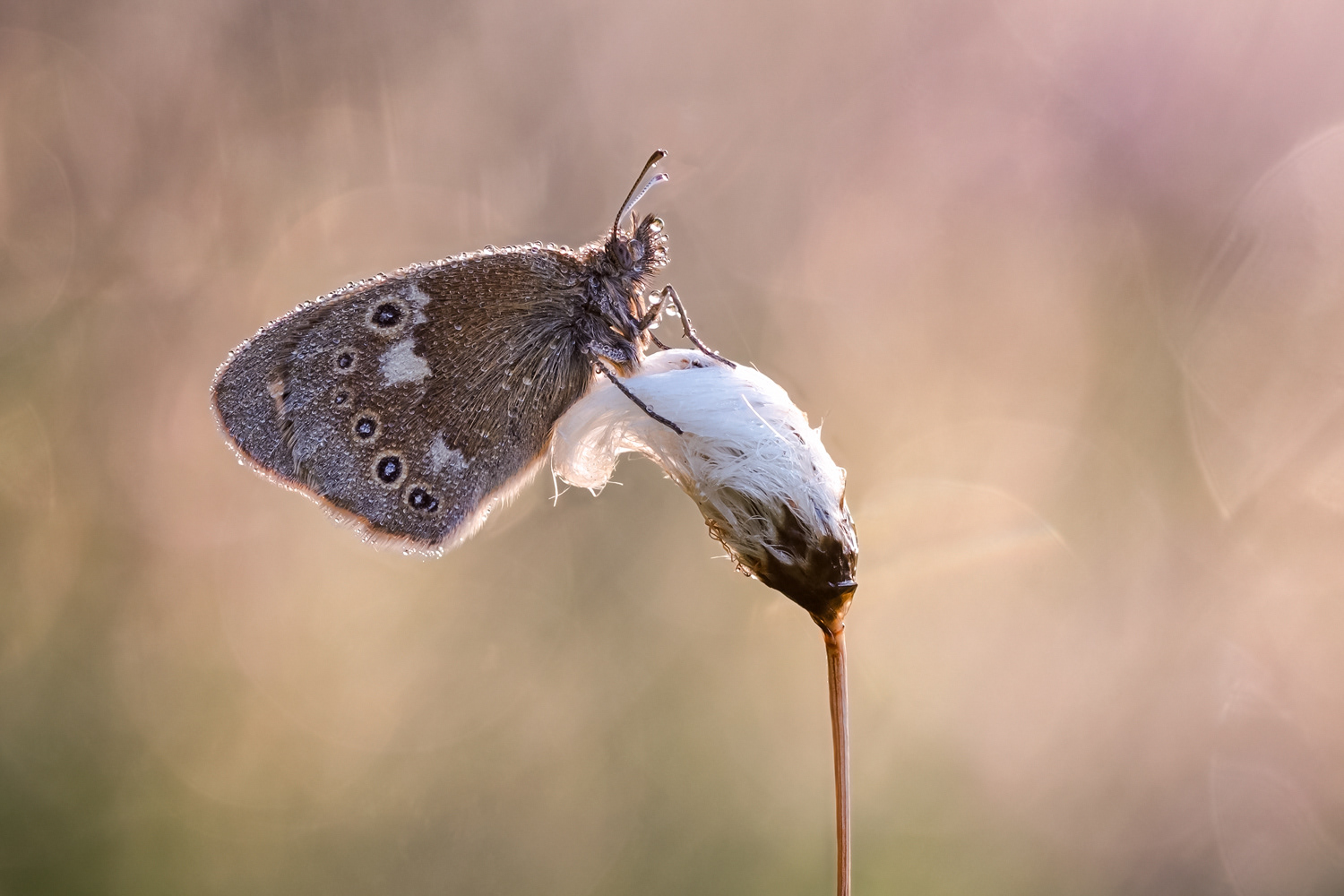 Große Wiesenvögelchen (Coenonympha tullia) 