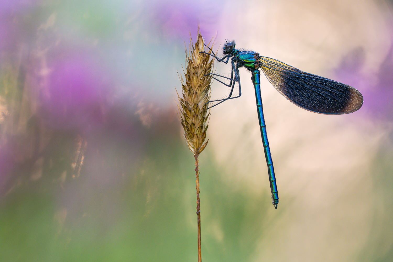 Gebänderte Prachtlibelle (Calopteryx splendens)