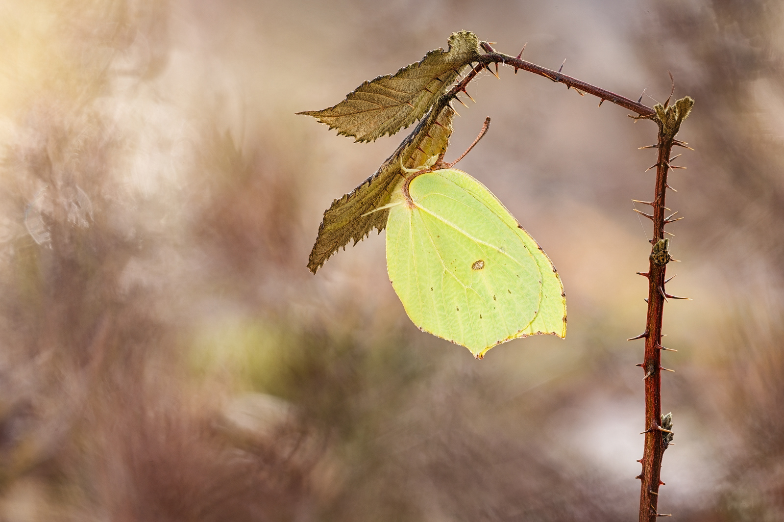  Zitronenfalter (Gonepteryx rhamni) Winter 2024-2025