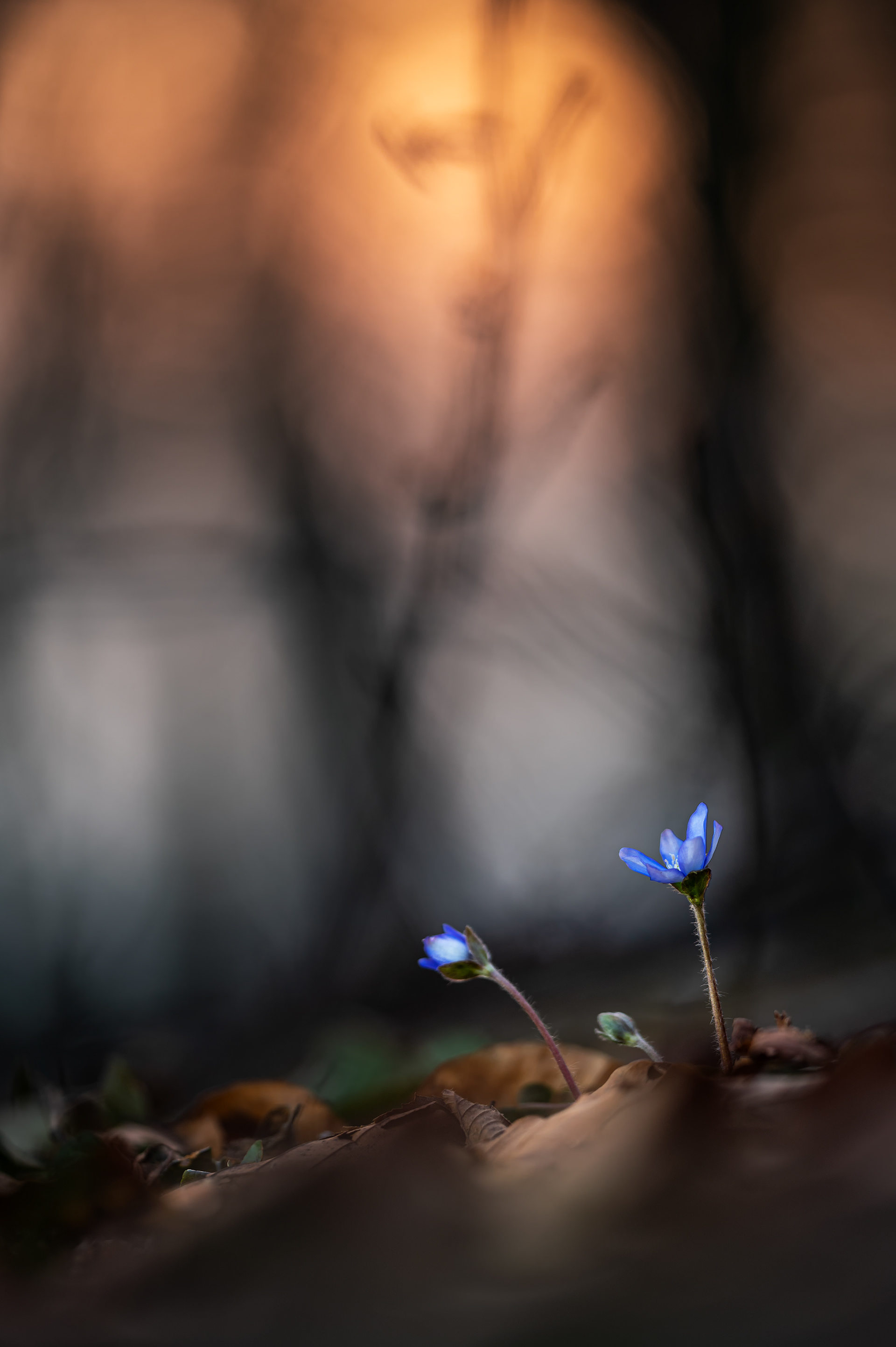 Leberblümchen (Hepatica nobilis)