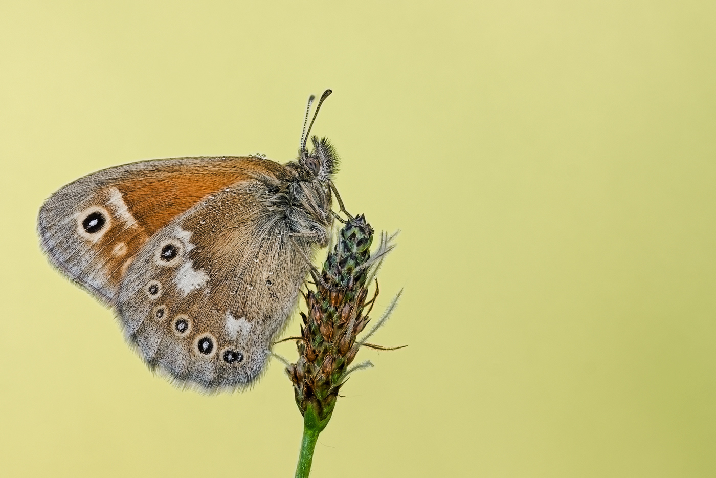  Große Wiesenvögelchen (Coenonympha tullia) 