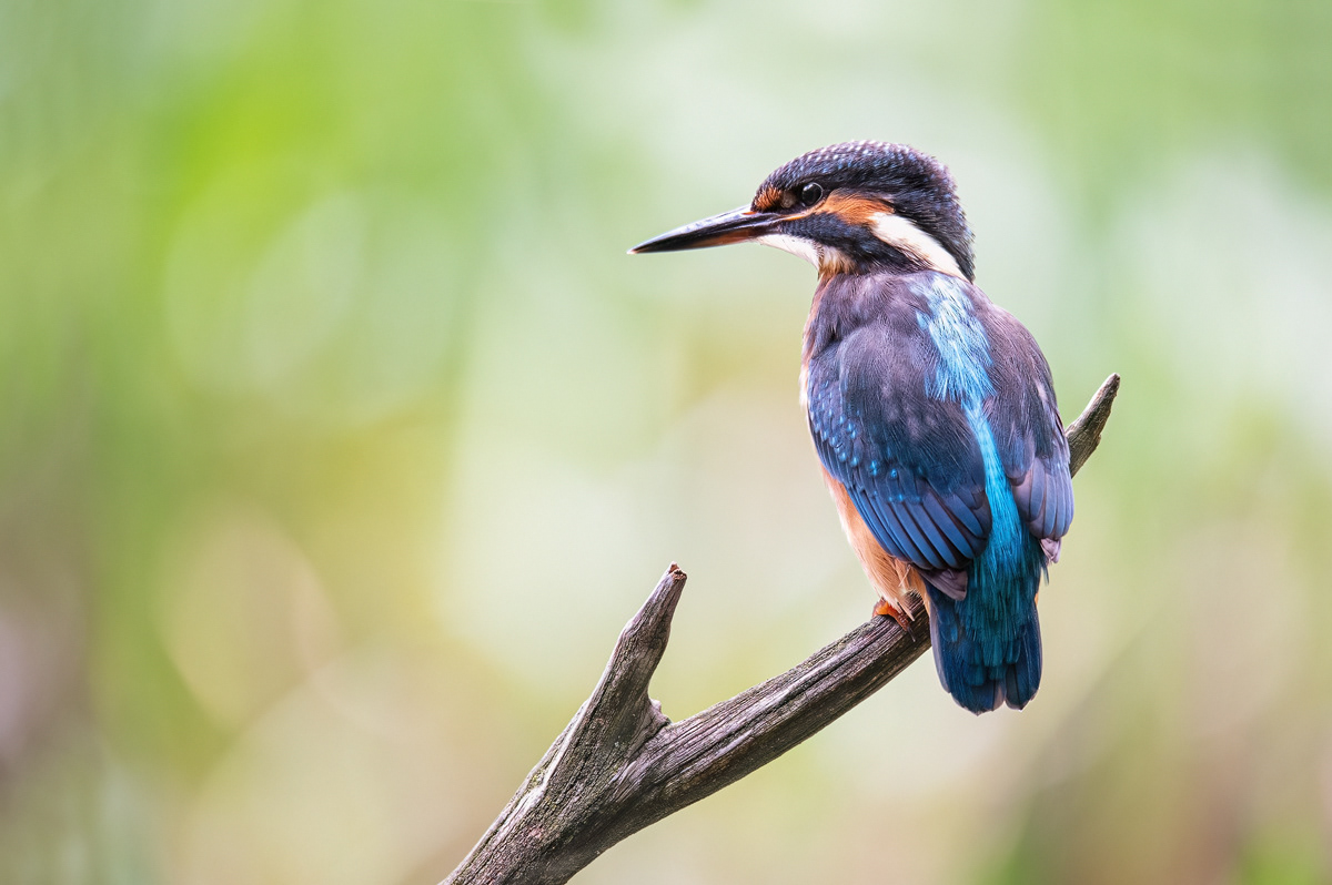  Eisvogel (Alcedo atthis)