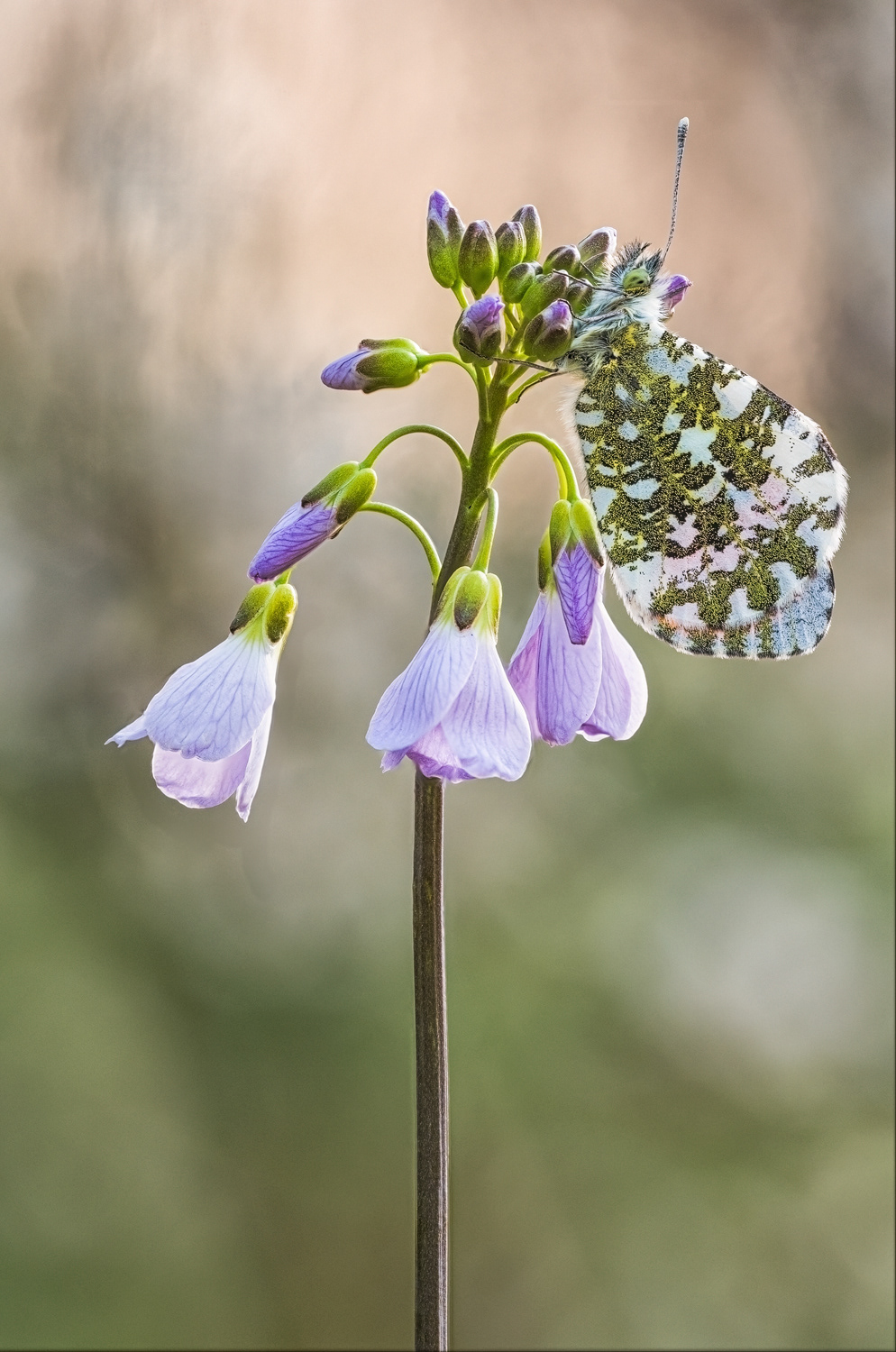 Aurorafalter (Anthocharis cardamines)