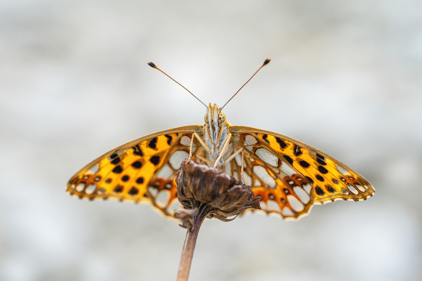 Kleiner Perlmutter /  Issoria Lathonia