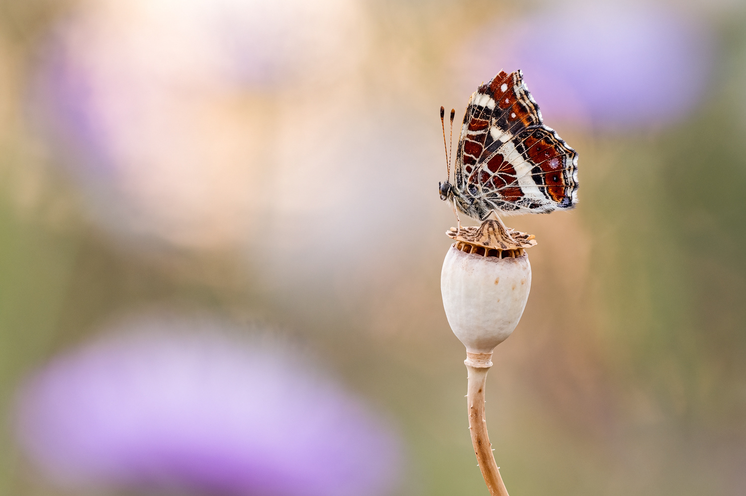 Landkärtchen (Araschnia levana)