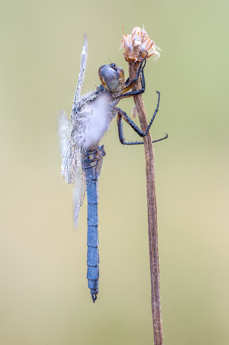 Kleiner Blaupfeil – Orthetrum coerulescens