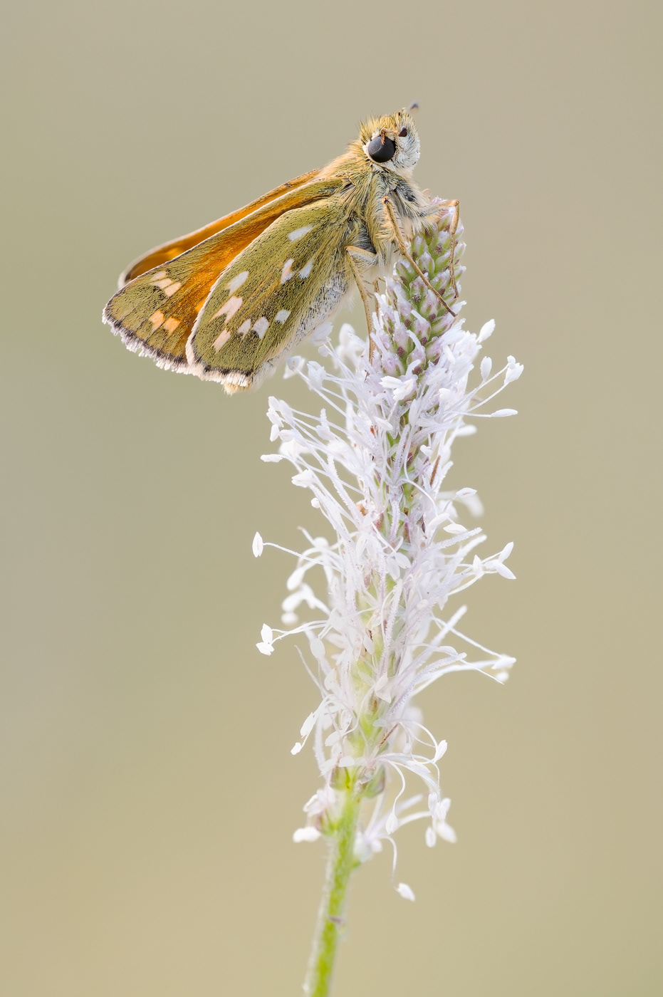 Komma-Dickkopffalter (Hesperia comma) 